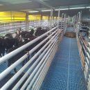 푸른흑염소농장 이미지