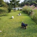 제이앤제이애견 이미지