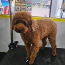 허그멍뭉이# 이미지