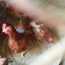 윤씨네농장 이미지