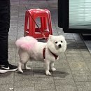 해녀조개돌문어탕