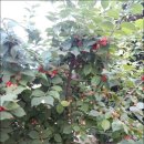 물레방아 민박 이미지