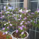 시골두부 이미지