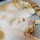 카카오 N 동물병원 이미지