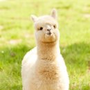 펫글타운 이미지