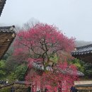 (03/15~16) 광양 매화축제/구례 산수유/ 구례 화엄사 무박안내 이미지