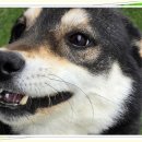 아이조아요양보호소 전남광주점 이미지