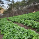 산골농장 이미지