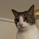 서울프라임 동물병원 이미지