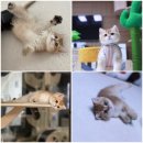 라온캐터리 이미지