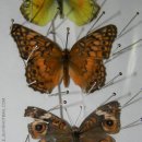 나비 네종류 이미지