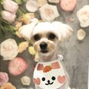 애견아롬샵 이미지