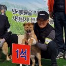 애견전람회 이미지