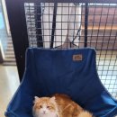 포포 데이케어 이미지