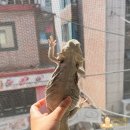 부자동물병원 | 비어디 도마뱀 치료하다가 통장 털린 썰 푼다...특수동물병원 방문기 (1)🦎💸