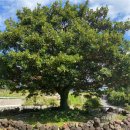 코우코알라 이미지