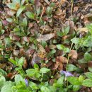 자연카라반펜션 이미지