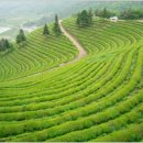 이진호 농장 이미지