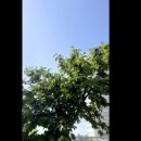 노스타운