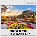 10월20일(화)연천국화꽃축제 이미지