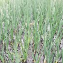 김용섭농장 이미지