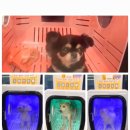 주식회사 하이독 이미지