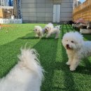 수원-1486 이미지