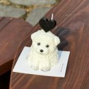 도그투케이크 | 청주강아지케이크 도그투케이크 맞춤케이크 후기