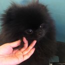 블루밍독 이미지