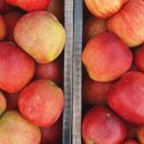 환영2농장 이미지