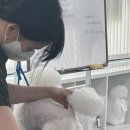 일산애견 네이버블로그