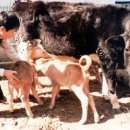 한우인공수정소 이미지