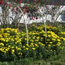 닭사랑농장 이미지