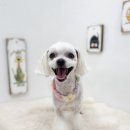 쿨독펫샵 이미지