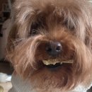 댕댕점빵 이미지