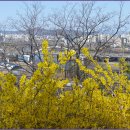 개나리공원1 이미지