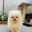 하이바이 분양소 이미지