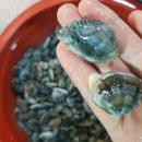 고창바지락칼국수 이미지