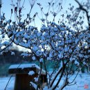 새하얀세상 이미지