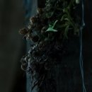 곡성 (The Wailing, 2016) (놀람주의) 이미지