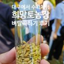 이삭농장 | 대구 아이랑 체험 벼 탈곡하기 - 희망토 농장 후기