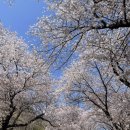 십리벚꽃산장 이미지