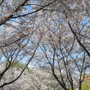 가족공원 | 서울 벚꽃 명소 용산가족공원 실시간 후기ㅣ주차·돗자리 피크닉·놀이터까지 완벽 정리