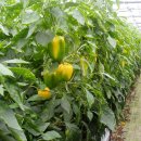 오서농장 이미지