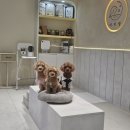 미미애견 이미지