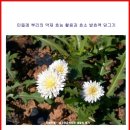 민들레 뿌리의 약재 효능 활용과 효소 발효액 담그기 (항염작용.강장보호. 담낭염, 건위등) 이미지