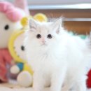 마포고양이도레미캣 네이버블로그