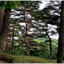 소나무숲 이미지