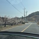 1박2일 노래연습장 | [광양] 2026 광양 매화축제 평일 방문 - 가족여행, 데이트, 포토스팟, 사진팁, 주차정보, (홍)매화, 만개