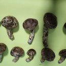 자연산 송이버섯 판매 사진 이미지